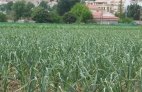 AJO MORADO