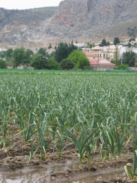 AJO MORADO