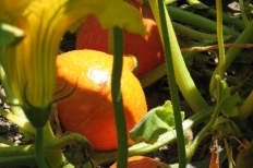 CALABAZA
