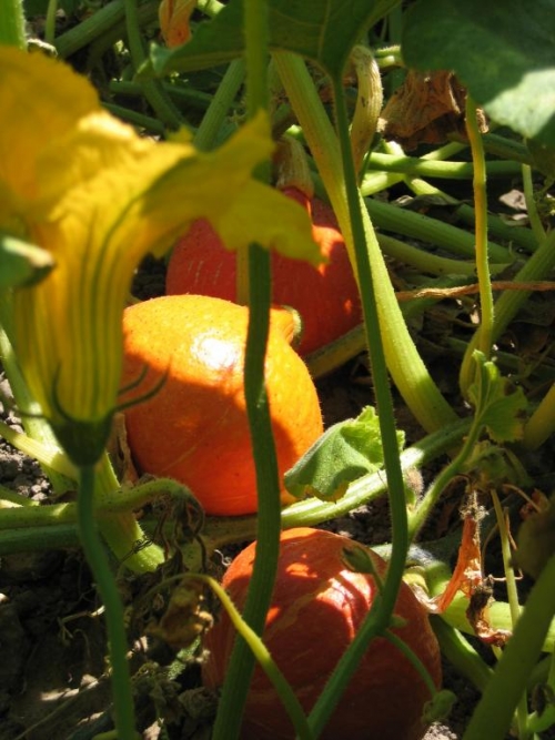 CALABAZA