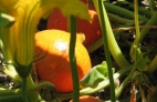 CALABAZA
