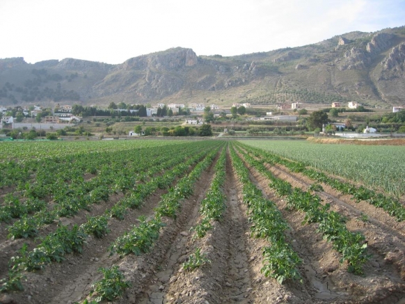 CALABAZAS Y PAPATAS