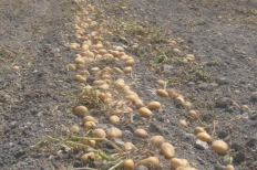 Producción