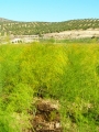 Huertas Bajas, CB.