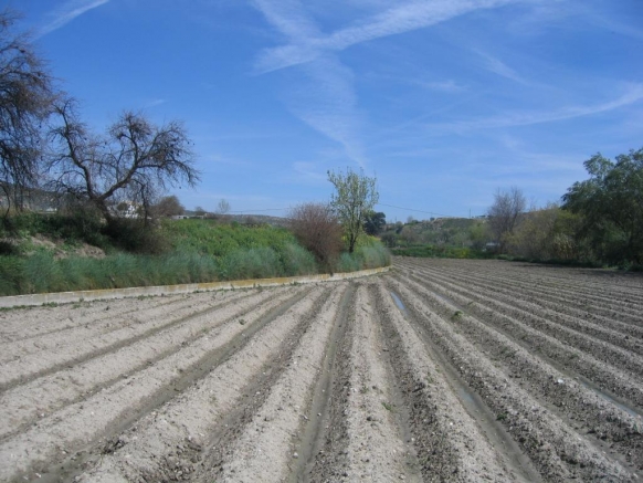 TIERRA TRABAJADA PARA CULTIVO