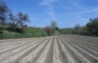 TIERRA TRABAJADA PARA CULTIVO