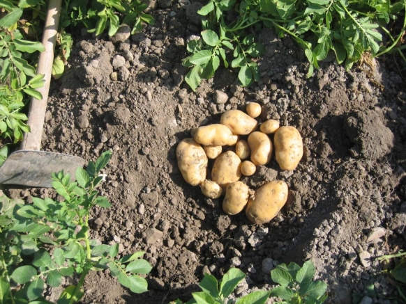 PATATAS