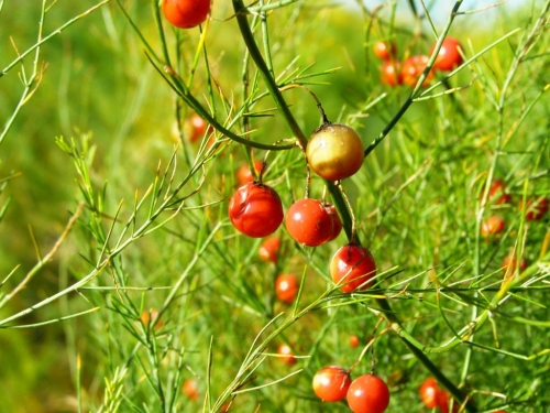 Espárrago verde