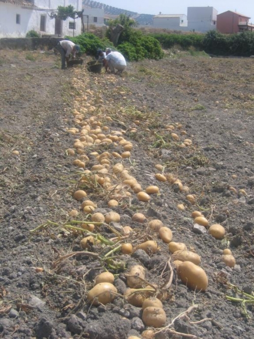 PATATA