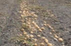 PATATA