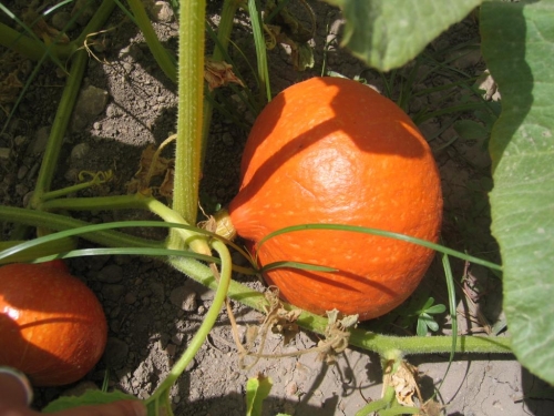 CALABAZA