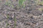 Espárrago verde