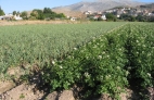 PATATA