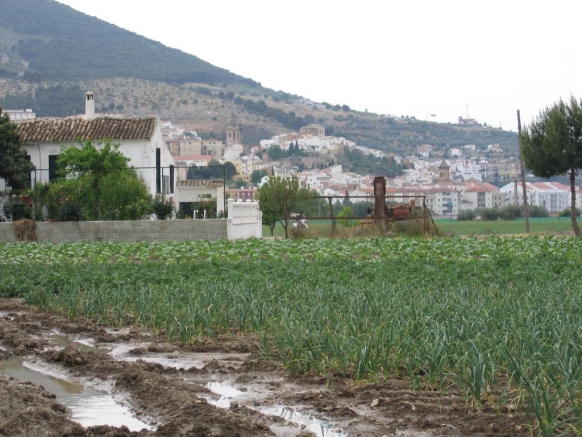 RIEGO TRADICIONAL DE LOS AJOS Y LA PATATA