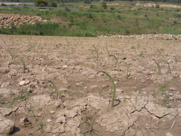 ESPARRAGO VERDE ECOLOGICO DAÑADO POR AGENTES CLIMATICOS