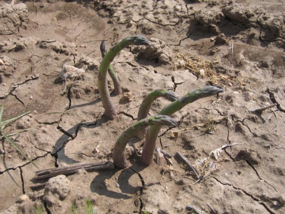 ESPARRAGO VERDE ECOLOGICO DAÑADO POR TORMENTAS