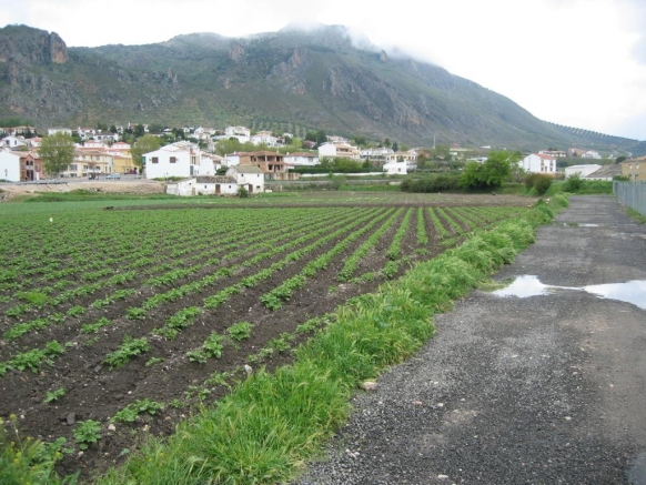 CAMPO DE PATATAS EN PRIMAVERA