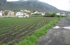 CAMPO DE PATATAS EN PRIMAVERA