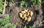 PATATA