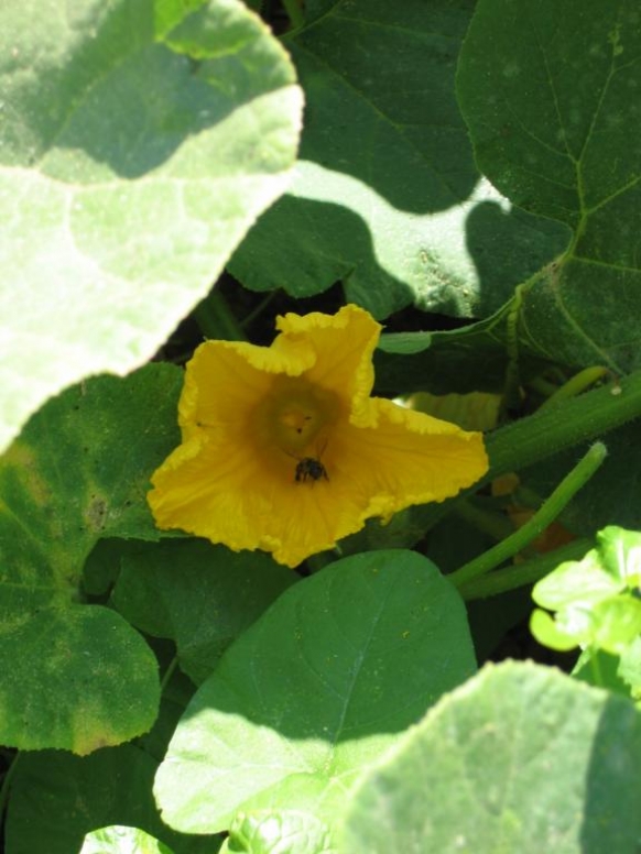 FLOR DE LA CALABAZA