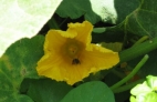 FLOR DE LA CALABAZA
